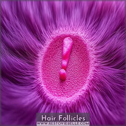 Hair Follicles