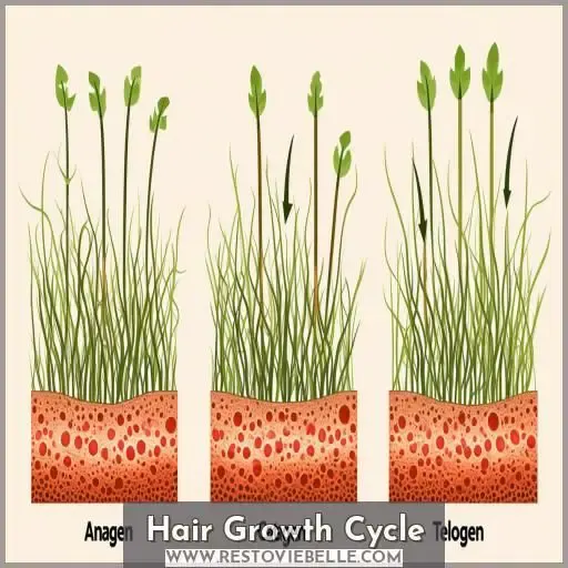 Hair Growth Cycle