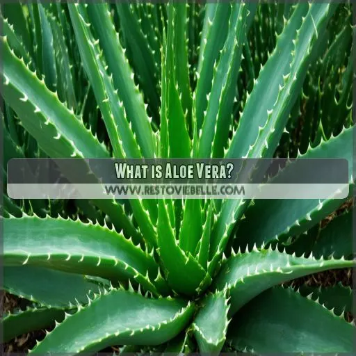 What is Aloe Vera