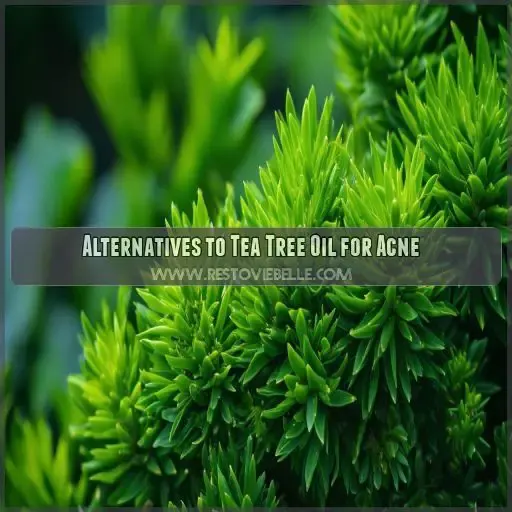 Alternatives to Tea Tree Oil for Acne