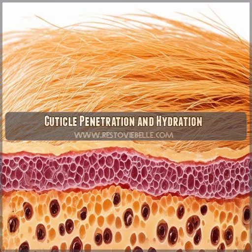 Cuticle Penetration and Hydration