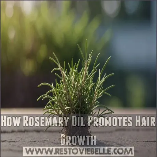 How Rosemary Oil Promotes Hair Growth