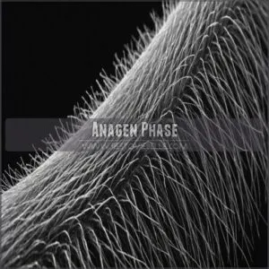 Anagen Phase