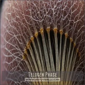 Telogen Phase